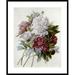 Global Gallery A Bouquet of Red, Pink & White Peonies by Pierre Joseph Redoute Framed Painting Print Paper | 37.5 H x 31.048 W x 1.5 D in | Wayfair