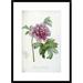 Global Gallery Engraving of a Peony by Pierre Joseph Redoute Framed Painting Print Paper | 29.5 H x 21.477 W x 1.5 D in | Wayfair DPF-265403-22-266