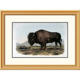 Global Gallery American Bison or Buffalo by John James Audubon Framed Painting Print Metal | 23.82 H x 32 W x 1.5 D in | Wayfair DPF-276579-22-102