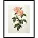 Global Gallery Rosa Indica Frangras (Flora Simplici) by Pierre Joseph Redoute Framed Painting Print Paper | 29.5 H x 24.294 W x 1.5 D in | Wayfair