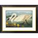 Global Gallery Common American Swan by John James Audubon Framed Painting Print Paper | 20.08 H x 26 W x 1.5 D in | Wayfair DPF-197756-16-102