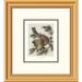 Global Gallery Little Screech Owl or Mottled Owl by John James Audubon Framed Painting Print Paper in Green | 20 H x 18 W x 1.5 D in | Wayfair