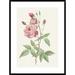 Global Gallery Rosa Indica Vulgaris by Pierre Redoute Framed Painting Print Paper | 37.5 H x 27.5 W x 1.5 D in | Wayfair DPF-197360-2030-266