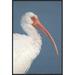 Global Gallery White Ibis, Fort Myers Beach, Florida by Steve Gettle Framed Photographic Print on Canvas Paper | 30 H x 20 W x 1.5 D in | Wayfair