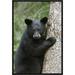 Global Gallery Black Bear Cub in Tree Safe from Danger, Orr, Minnesota by Matthias Breiter Framed Photographic Print on Canvas Paper | Wayfair