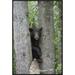 Global Gallery Black Bear Juvenile Male in Tree, Orr, Minnesota by Matthias Breiter Framed Photographic Print on Canvas Paper in Green | Wayfair