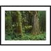 Global Gallery Moss-Covered Trees & Dense Undergrowth in the Hoh Temperate Rainforest, Olympic National Park | 30 H x 1.5 D in | Wayfair