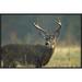 Global Gallery White-Tailed Deer Portrait, North America by Tim Fitzharris Framed Photographic Print on Canvas | 20 H x 30 W x 1.5 D in | Wayfair