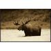 Global Gallery Moose Male Raising Its Head While Feeding in Lake | 24 H x 36 W x 1.5 D in | Wayfair GCF-453684-2436-175