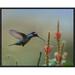 Global Gallery Magnificent Hummingbird Male Foraging, Costa Rica by Tim Fitzharris Framed Photographic Print on Canvas | Wayfair