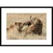 Global Gallery Grizzly Bear Mother & Cub Playing, Katmai National Park, Alaska by Matthias Breiter Framed Photographic Print Paper in Brown | Wayfair