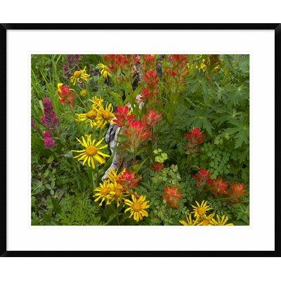 Global Gallery Sneezeweed & Indian Paintbrush Flowers in Meadow | 28 H x 34 W x 1.5 D in | Wayfair DPF-396853-2228-266