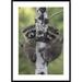 Global Gallery Raccoon Two Babies Climbing Tree, North America by Tim Fitzharris Framed Photographic Print Paper in Green | 42 H x 1.5 D in | Wayfair