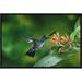 Global Gallery Blue-Chested Hummingbird Albino Male Feeding at & Pollinating Flowers Lowland Rainforest | 12 H x 18 W x 1.5 D in | Wayfair