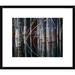 Global Gallery Western Cedar Trees, Oliphant Lake, British Columbia, Canada by Tim Fitzharris Framed Photographic Print Paper in Gray/Green | Wayfair