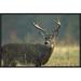 Global Gallery White-Tailed Deer Portrait, North America by Tim Fitzharris Framed Photographic Print on Canvas | 16 H x 24 W x 1.5 D in | Wayfair