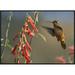 Global Gallery Broad-Tailed Hummingbird Feeding on Flower Nectar, Santa Fe, New Mexico by Tim Fitzharris Framed Photographic Print on Canvas | Wayfair