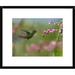 Global Gallery Rufous-Tailed Hummingbird Hovering Near Flower, Ecuador by Tim Fitzharris Framed Photographic Print Paper in Green | Wayfair