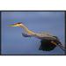 Global Gallery Great Blue Heron Flying, North America by Tim Fitzharris Framed Photographic Print on Canvas Paper | 16 H x 24 W x 1.5 D in | Wayfair