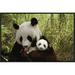 Global Gallery Giant Panda Gongzhu & Cub in Bamboo Forest, Wolong Nature Reserve | 16 H x 24 W x 1.5 D in | Wayfair GCF-395898-1624-175