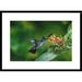 Global Gallery Chested Hummingbird Albino Feeding at & Pollinating Flowers Lowland Rainforest | 22 H x 1.5 D in | Wayfair DPF-397252-1624-266