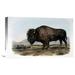 Global Gallery 'American Bison or Buffalo' by John James Audubon Painting Print on Wrapped Canvas Canvas | 13.8 H x 22 W x 1.5 D in | Wayfair