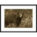 Global Gallery 'Black Bear Portrait, North America' Framed Photographic Print Paper in Brown | 22 H x 30 W x 1.5 D in | Wayfair DPF-395917-1624-266