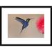 Global Gallery 'Violet-Crowned nymph Hummingbird Male Feeding on Flower Nectar, Costa Rica' Framed Photographic Print Paper in Red | Wayfair