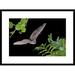 Global Gallery 'Egyptian Fruit Bat Flying, Michigan' Framed Photographic Print Paper in Black/Gray/Green | 22 H x 30 W x 1.5 D in | Wayfair