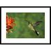 Global Gallery 'Purple-Bibbed Whitetip Hummingbird Hovering Near Flower, Andes, Ecuador' Framed Photographic Print Paper in Green/Red | Wayfair