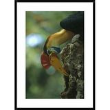 Global Gallery 'Sulawesi Red-Knobbed Hornbill Male Delivering Figs To Female, Sulawesi, Indonesia' Framed Photographic Print Paper in White | Wayfair