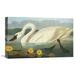 Global Gallery 'Common American Swan' by John James Audubon Painting Print on Wrapped Canvas in White | 22.68 H x 36 W x 1.5 D in | Wayfair