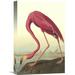 Global Gallery 'American Flamingo' by John James Audubon Painting Print on Wrapped Canvas Canvas | 24 H x 16 W x 1.5 D in | Wayfair