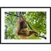 Global Gallery 'Sumatran Orangutan Nine Month Old Baby Playing' Framed Photographic Print Paper in Brown/Green | 30 H x 42 W x 1.5 D in | Wayfair