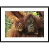 Global Gallery 'Sumatran Orangutan Mother w/ Young, Gunung Leuser National Park, Northern Sumatra | 26 H x 36 W x 1.5 D in | Wayfair