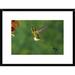 Global Gallery 'Booted Racket-Tail Hummingbird Male Hovering at Flower, Western Slope of Andes, Ecuador' Framed Photographic Print Paper | Wayfair