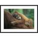 Global Gallery 'Sumatran Orangutan Two & A Half Year Old Baby Sleeping on Mother, North Sumatra, Indonesia' Framed Photographic Print Paper | Wayfair