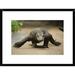 Global Gallery 'Komodo Dragon Walking, Nusa Tenggara, Indonesia' Framed Photographic Print Paper in Gray | 18 H x 24 W x 1.5 D in | Wayfair