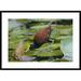 Global Gallery 'Northern Jacana Foraging on Lily Pads, Costa Rica' Framed Photographic Print Paper in White | 26 H x 36 W x 1.5 D in | Wayfair