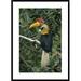 Global Gallery 'Sulawesi Red-Knobbed Hornbill Male' Framed Photographic Print Paper in White | 36 H x 26 W x 1.5 D in | Wayfair