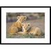 Global Gallery 'African Lion Four To Five Week Old Cubs, Vulnerable, Masai Mara National Reserve, Kenya' Framed Photographic Print Paper | Wayfair