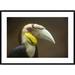 Global Gallery 'Wreathed Hornbill Male, Malaysia' Framed Photographic Print Paper in Brown/Gray | 30 H x 42 W x 1.5 D in | Wayfair