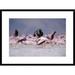 Global Gallery 'Lesser Flamingo Flock Taking Flight from the Surface of A Lake, Kenya' Framed Photographic Print Paper in Blue | Wayfair