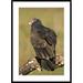 Global Gallery 'Turkey Vulture, Howell Nature Center, Michigan' Framed Photographic Print Paper in Black/Green | 42 H x 30 W x 1.5 D in | Wayfair