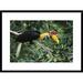 Global Gallery 'Sulawesi Red-Knobbed Hornbill Male' Framed Photographic Print Paper in Green | 22 H x 30 W x 1.5 D in | Wayfair