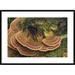 Global Gallery 'Tarantula Large Female Wandering Over Bracket Fungus, North Sulawesi, Indonesia' Framed Photographic Print Paper in White | Wayfair