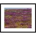 Global Gallery 'Sand Verbena Carpeting the Ground, Imperial Sand Dunes, California' Framed Photographic Print Paper in Green/Indigo | Wayfair