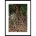 Global Gallery 'Fig' Framed Photographic Print Paper in White | 36 H x 26 W x 1.5 D in | Wayfair DPF-452829-2030-266