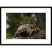 Global Gallery 'Brown Wood Turtle Portrait' Framed Photographic Print Paper in Brown/Green | 22 H x 30 W x 1.5 D in | Wayfair DPF-453109-1624-266