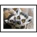 Global Gallery 'Ring-Tailed Lemur, Portrait of Adult w/ Young.' Framed Photographic Print Paper in Brown/Gray/Green | 30 H x 42 W x 1.5 D in | Wayfair